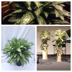 Artificial Floor Plant Rentals - Gallery - wonderful floor plants for weddings